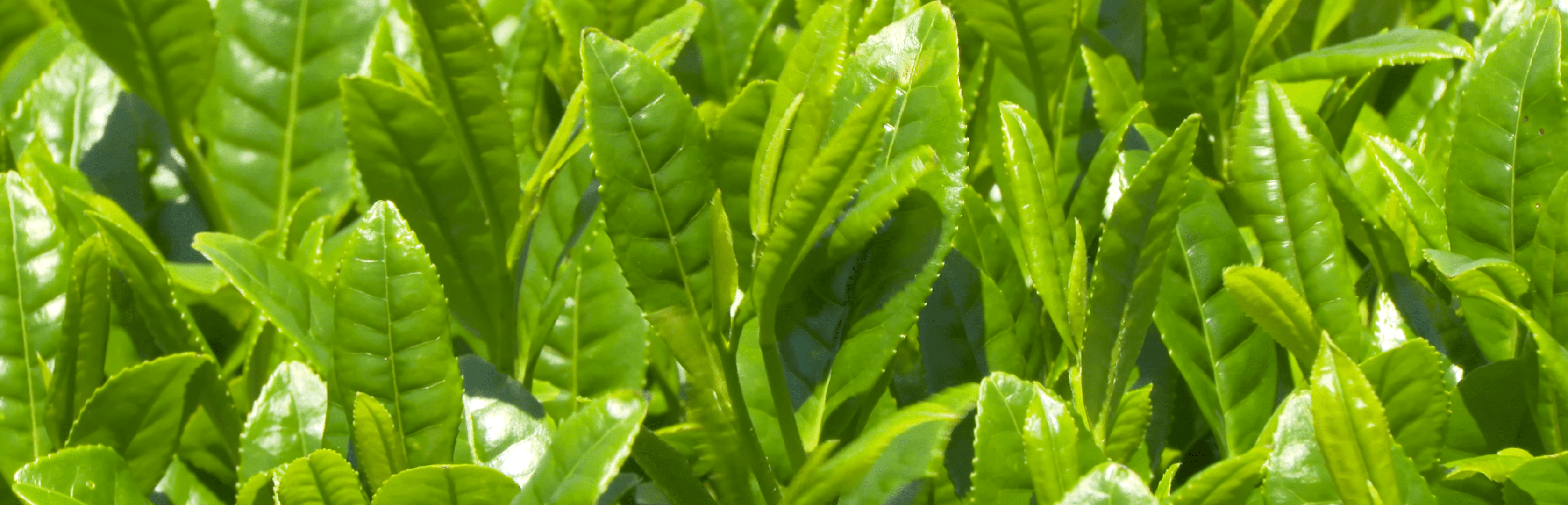 Yumi Tea Mountain - Specializing in Mengding Tea