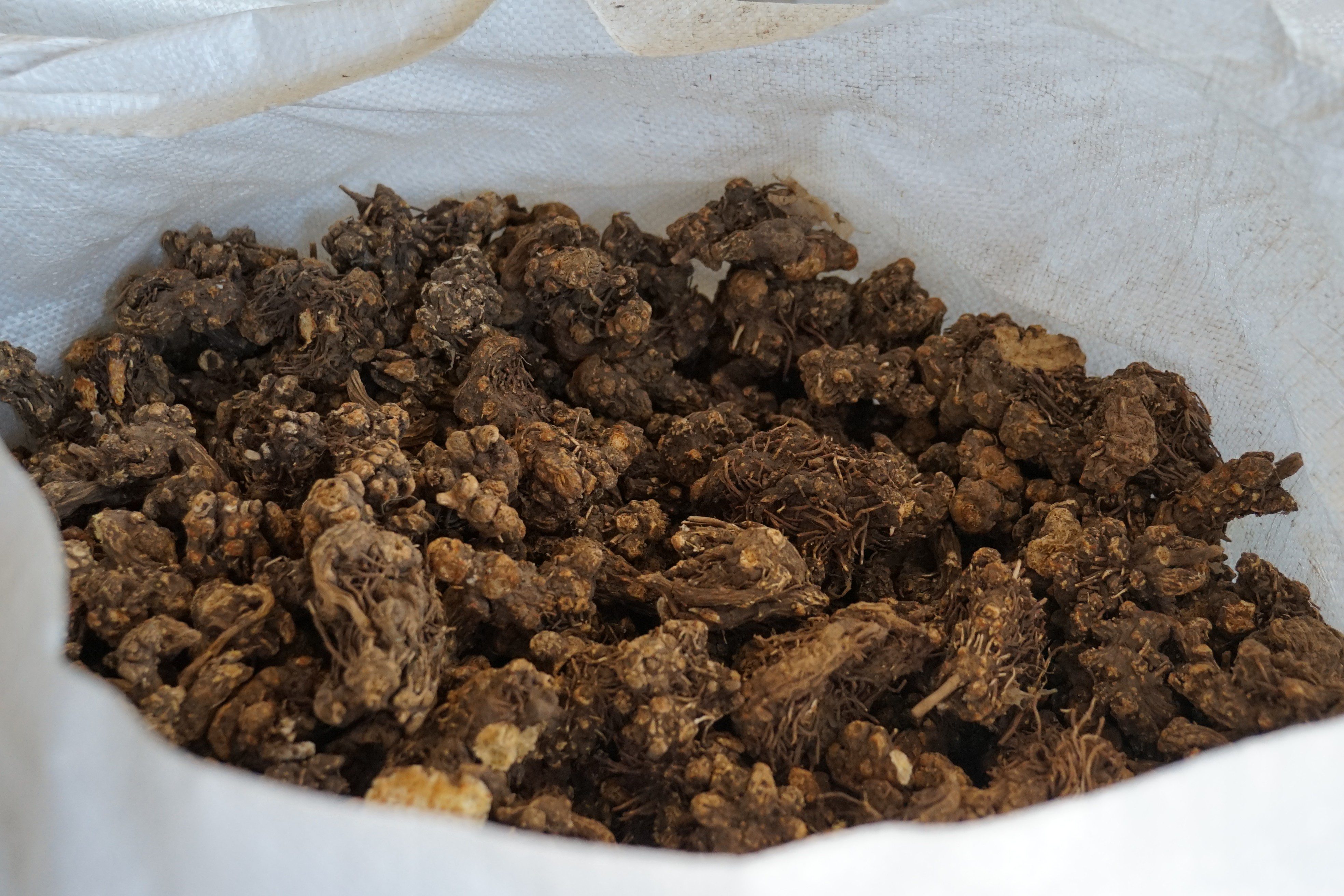 苍术单独泡茶可以吗?揭秘这款草本茶的神奇功效插图1 苍术单独泡茶可以吗?揭秘这款草本茶的神奇功效插图1