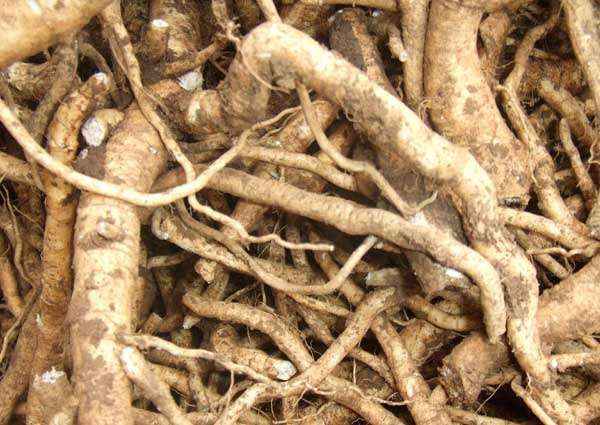 板蓝根泡茶喝的神奇效果：为什么你也应该试试！插图3