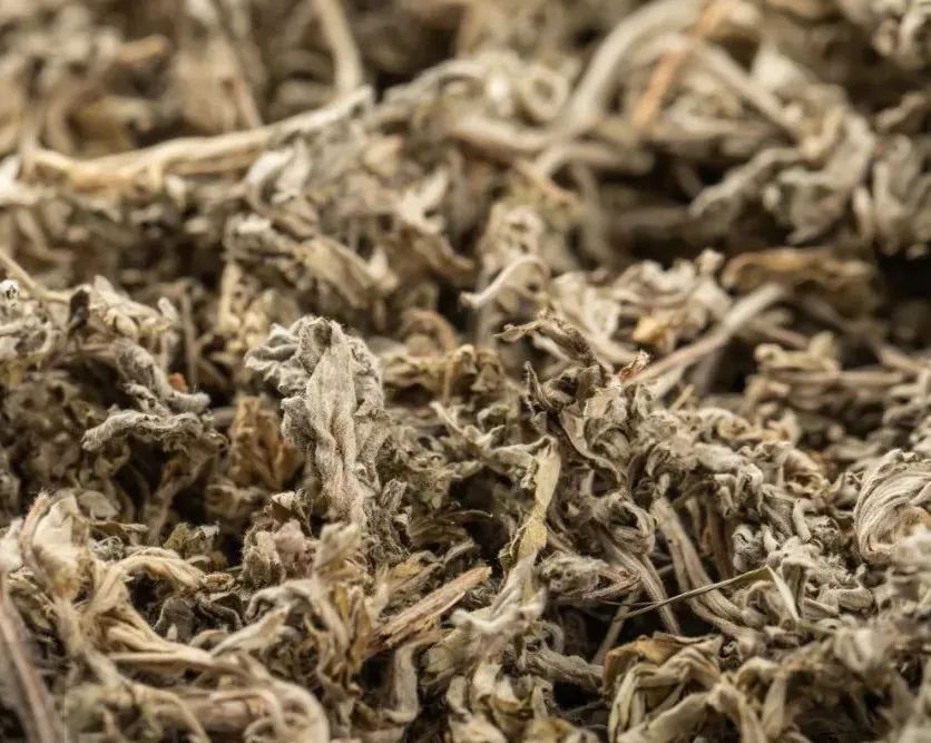 Can Wormwood Make Tea? Learn about the amazing benefits of this ancient herb Illustration 3 Can Wormwood Make Tea? Learn about the amazing benefits of this ancient herb Illustration 3