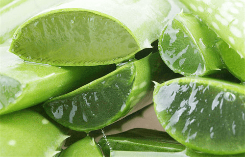 Cinnamon Aloe Vera Tea Benefits and Effects Illustration 1