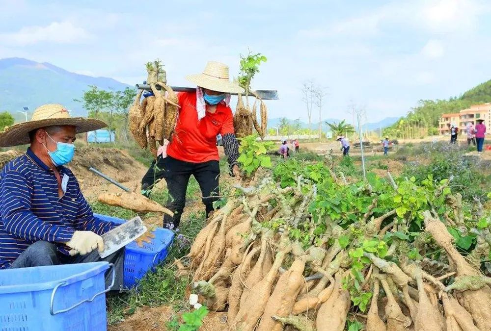葛根花茶的作用与泡法，让你焕发新活力的天然饮品插图1