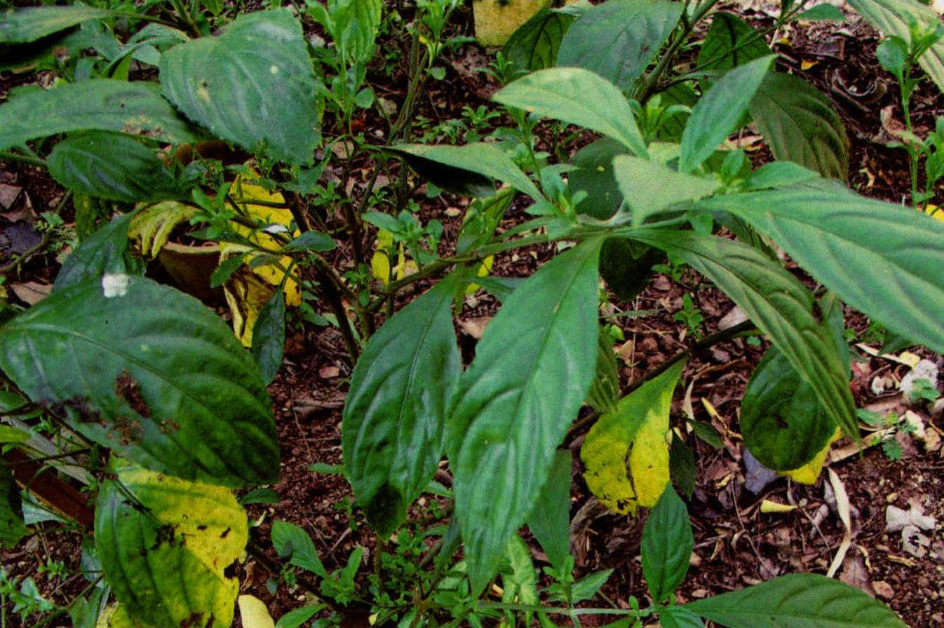 板蓝根泡茶喝的神奇效果：为什么你也应该试试！插图1