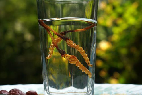 虫草泡茶一次放几根?详解虫草泡茶的正确方法插图2 虫草泡茶一次放几根?详解虫草泡茶的正确方法插图2